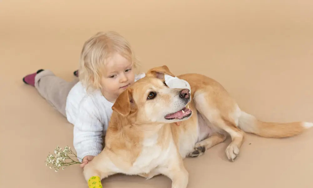 a cute baby is loving and playing with a Dudley Labrador Retriever 